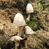 Coprinopsis variegata 'Scaly Inky Cap'